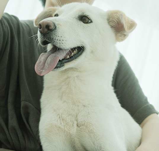 Photo of Goodo (HD)