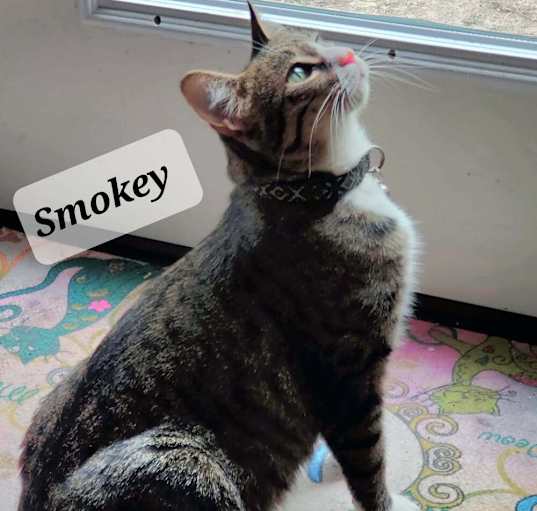 Photo of Smokey 1668