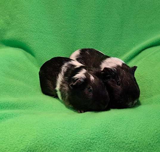 Photo of Balthazar and Barnabas