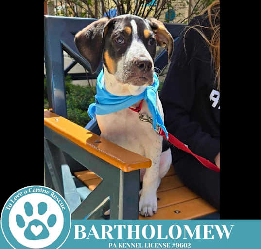 Photo of Bartholomew (Literary Legends) 032225