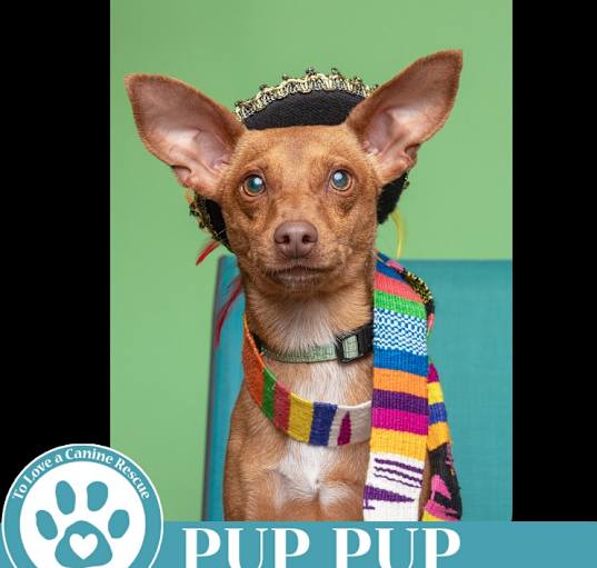 Photo of Pup Pup 032225