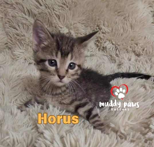 Photo of Egypt Litter 2: Horus