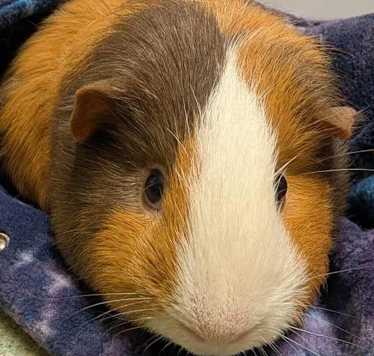 Photo of Chubbs