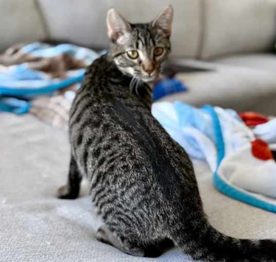 Photo of LeiLei Bonded W MishMish