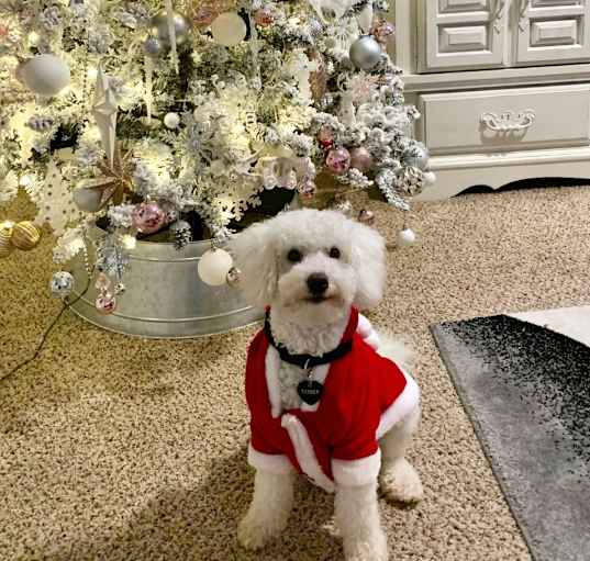 Photo of Toby