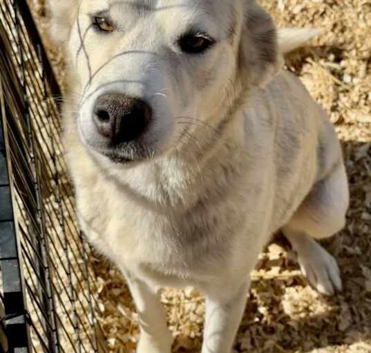 Photo of Asha