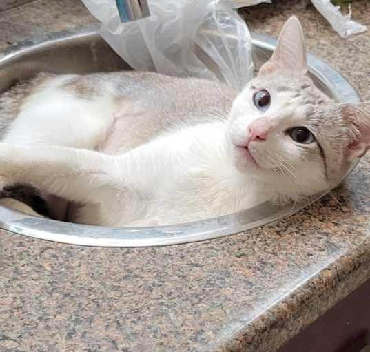 Photo of Cleo