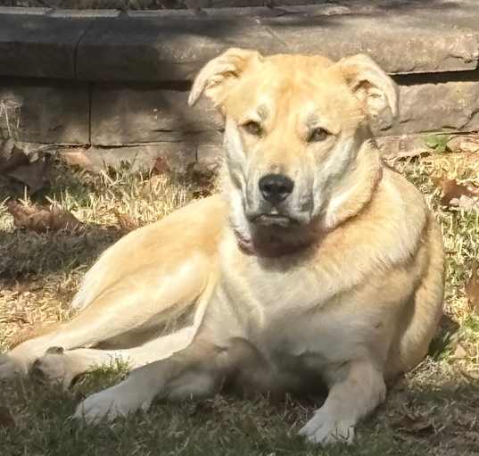 Photo of Nala