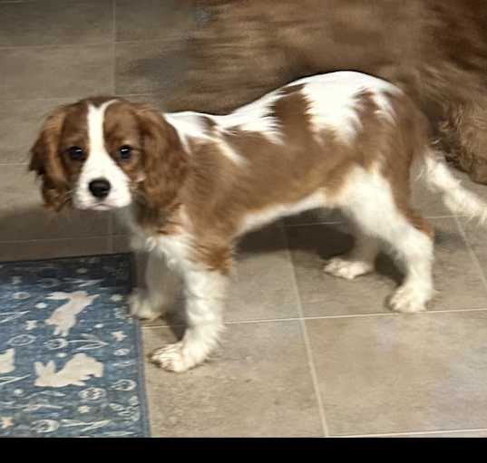 Photo of Charlie