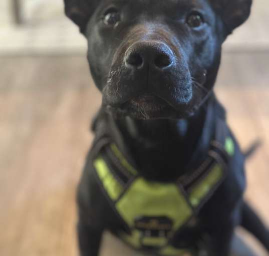 Photo of Vader