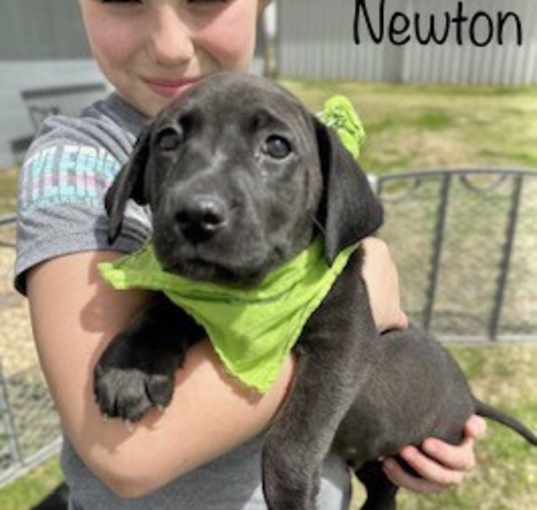 Photo of Newton
