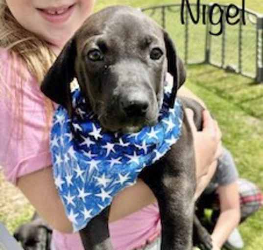 Photo of Nigel