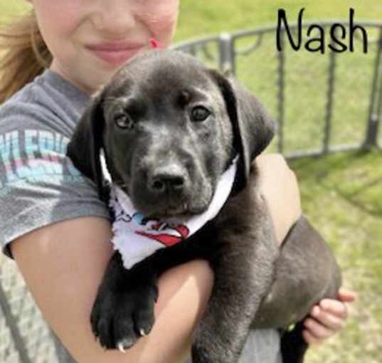 Photo of Nash