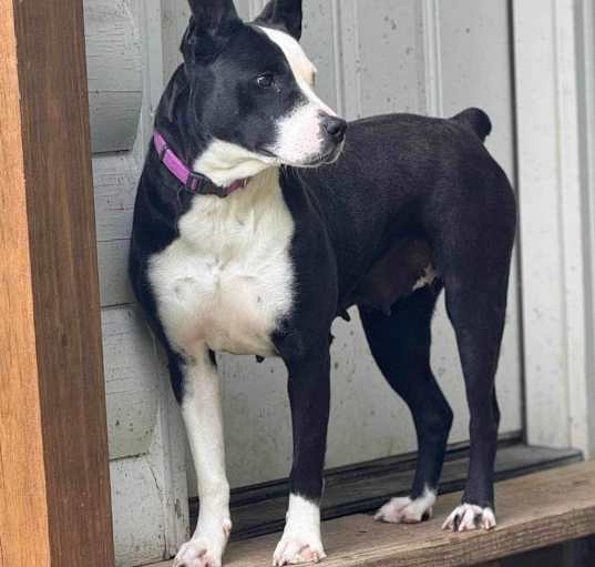 Photo of Violet