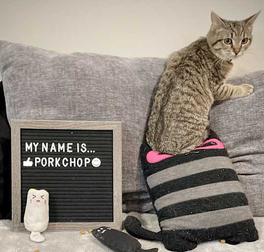 Photo of Porkchop