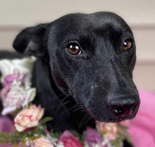 Photo of Lucky