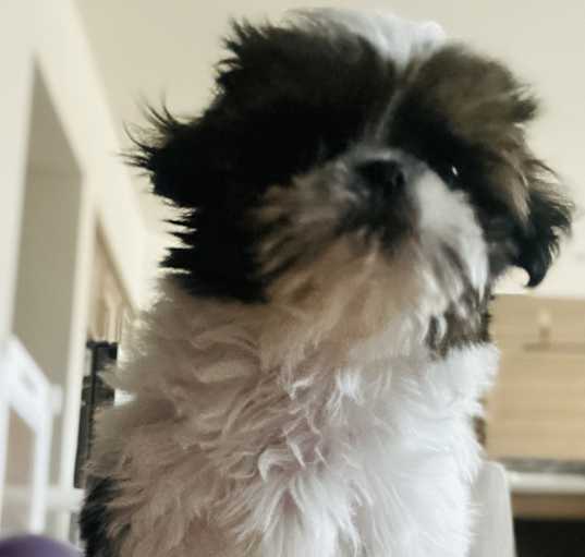 Photo of Oreo