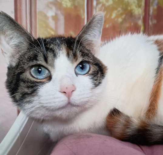 Photo of Gentle Caliblue