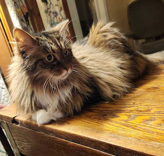 Photo of Belle
