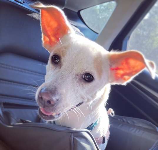 Photo of Nala