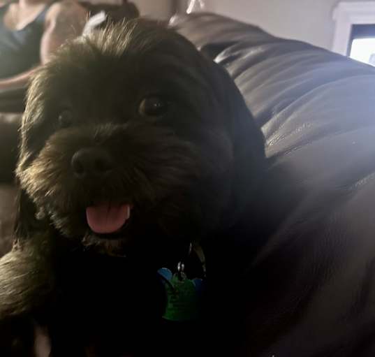 Photo of Bo