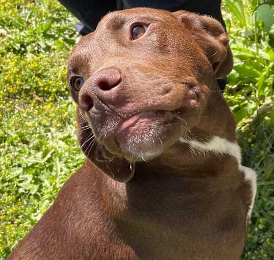 Photo of DUCHESS/URGENT