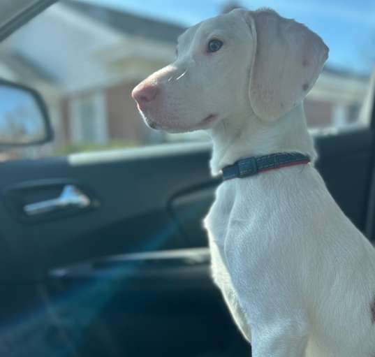 Photo of Blue **deaf**