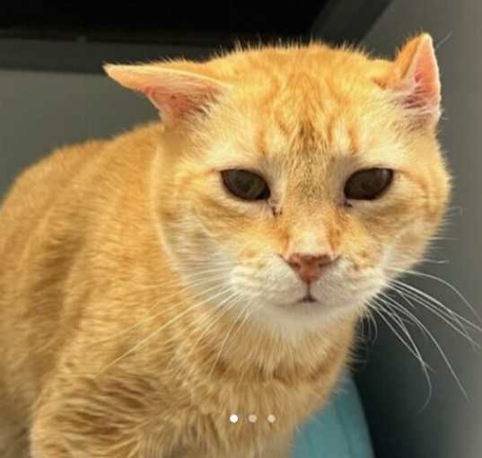 Photo of Tigeress