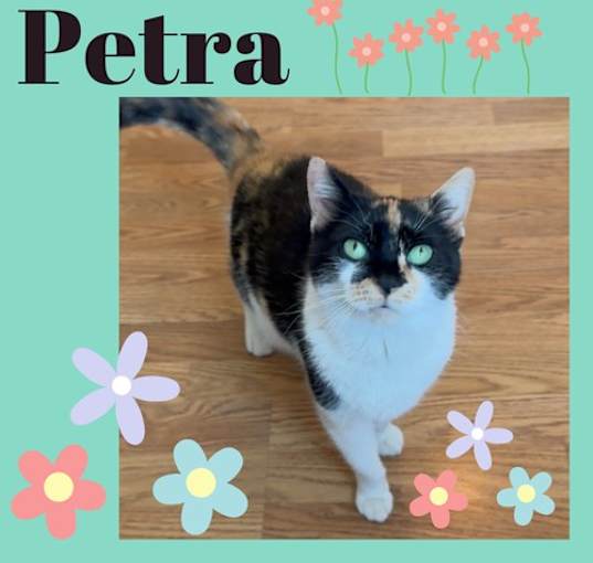 Photo of Petra