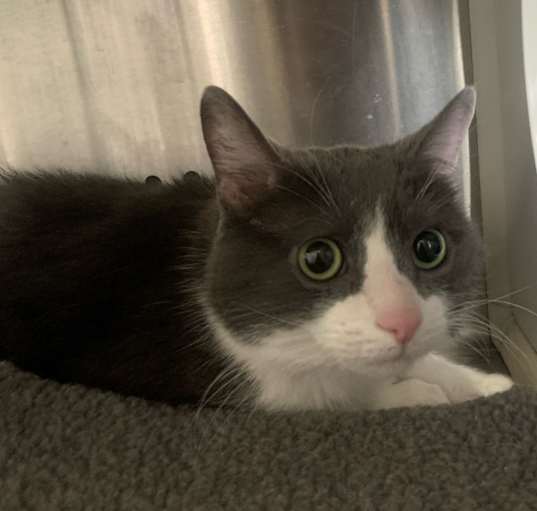 Photo of Deacon