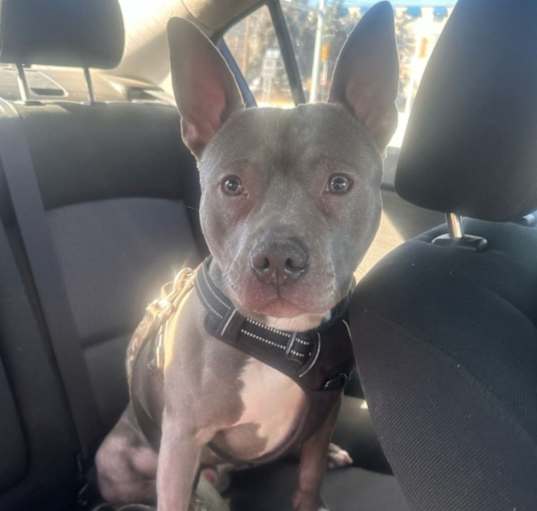 Photo of Blue