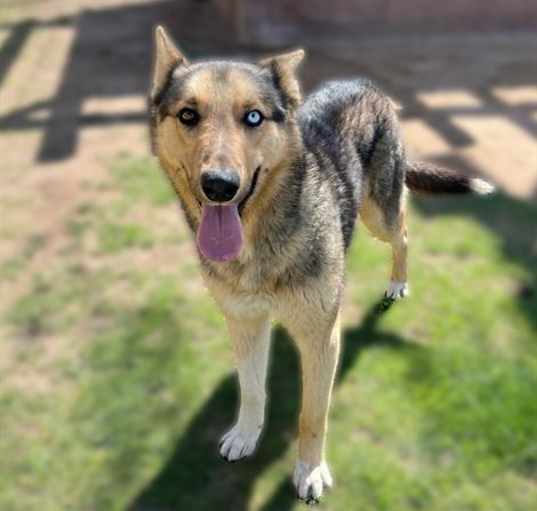 Photo of Dog