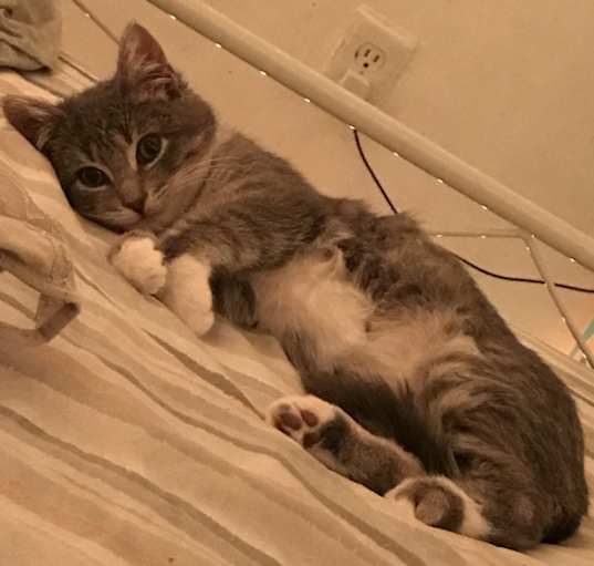 Photo of Percy