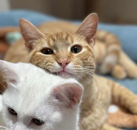 Photo of Tango