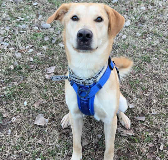 Photo of Sadie