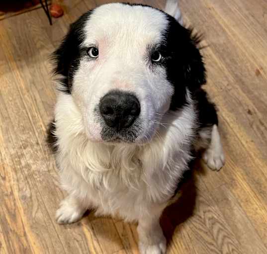 Photo of Chubby