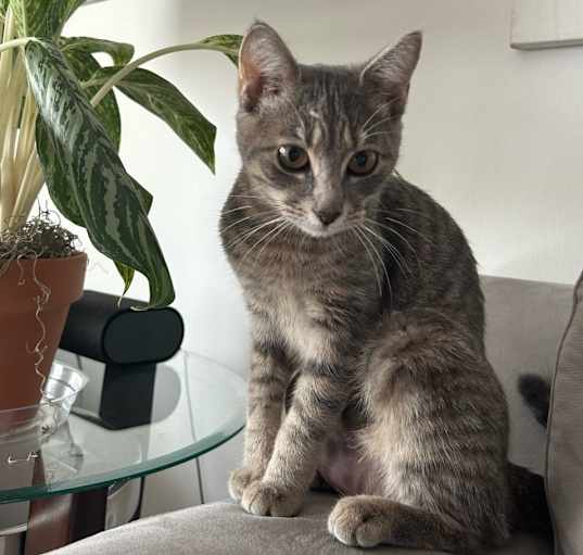 Photo of Mochi