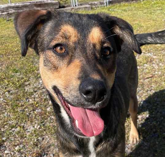 Photo of DORY/URGENT