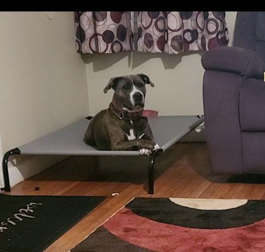 Photo of Layla