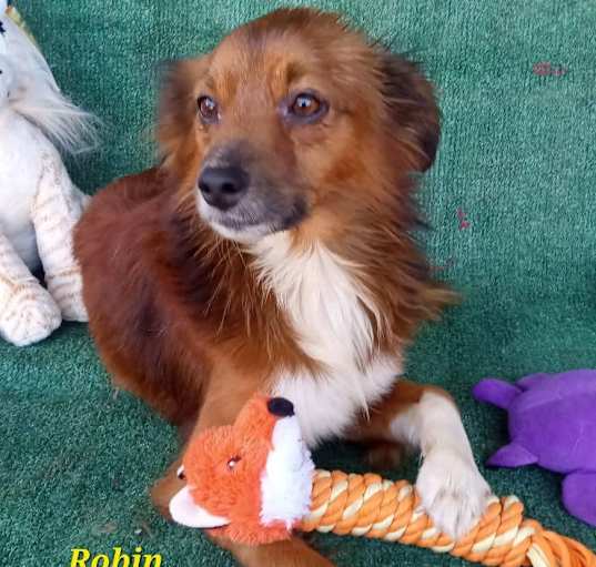 Photo of Robin