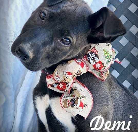 Photo of Demi