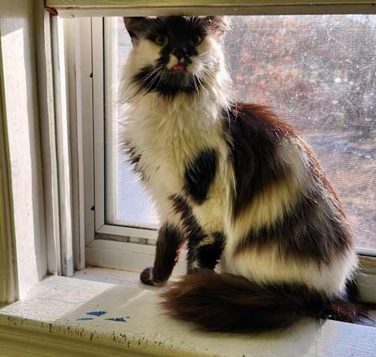 Photo of Colette
