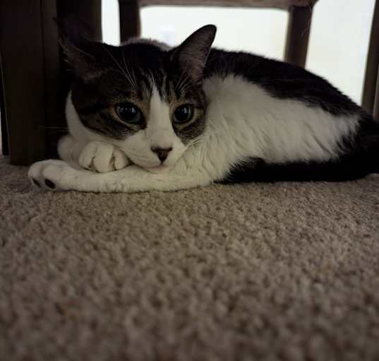 Photo of Miso