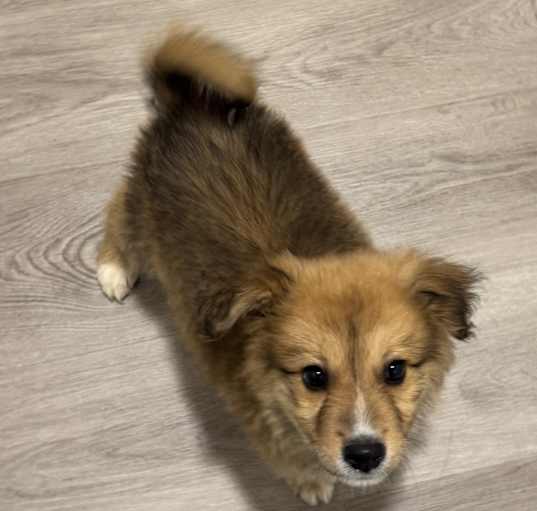 Photo of Jasper