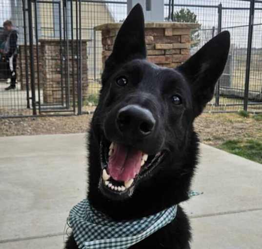 Photo of Ziggy- Located in Colorado