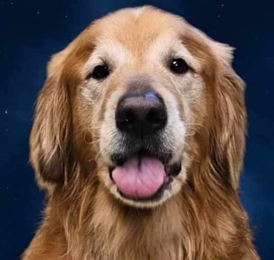 Photo of Harvey