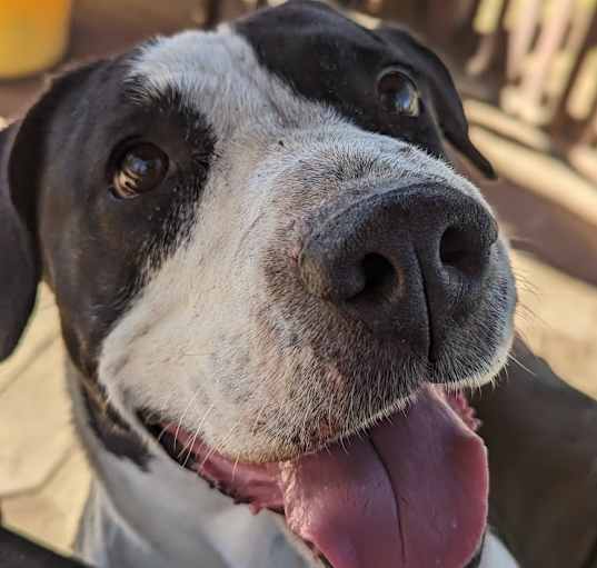Photo of Lola