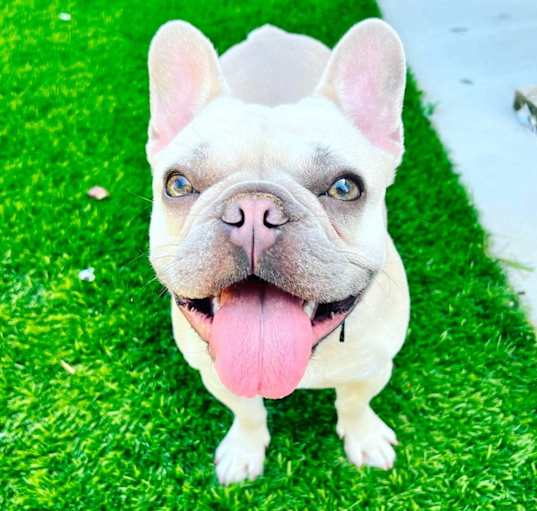 Photo of Charlie