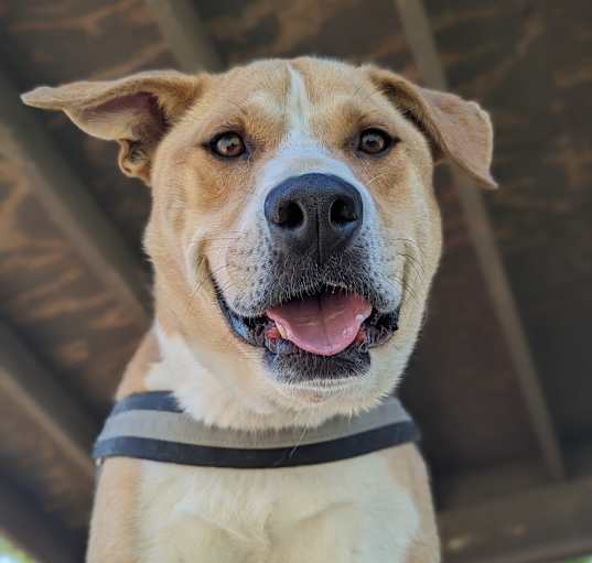 Photo of Dug