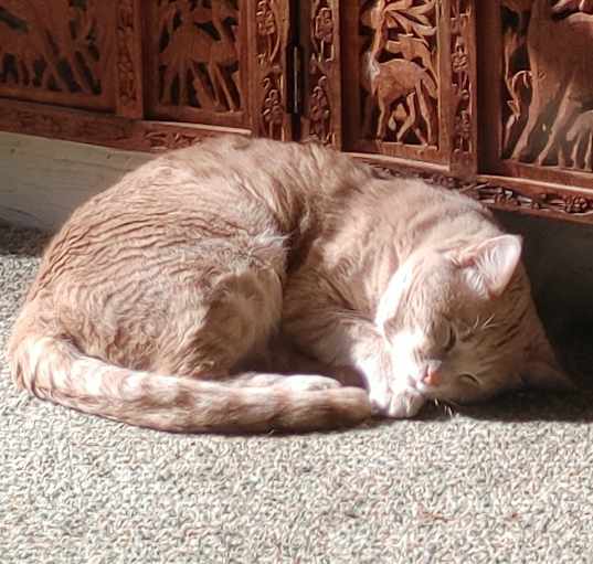 Photo of Piper